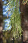 Pond Cypress